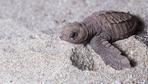 So wollen Forscher mit Eier-Attrappen Schildkröten retten