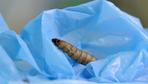 Diese große Raupe Nimmersatt frisst Plastik