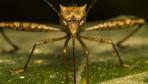 Der 20-Punkte-Plan gegen die nächtliche Mückenplage