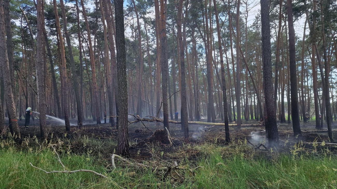 Wetter Bisher keine größeren Waldbrände in Brandenburg ZEIT ONLINE