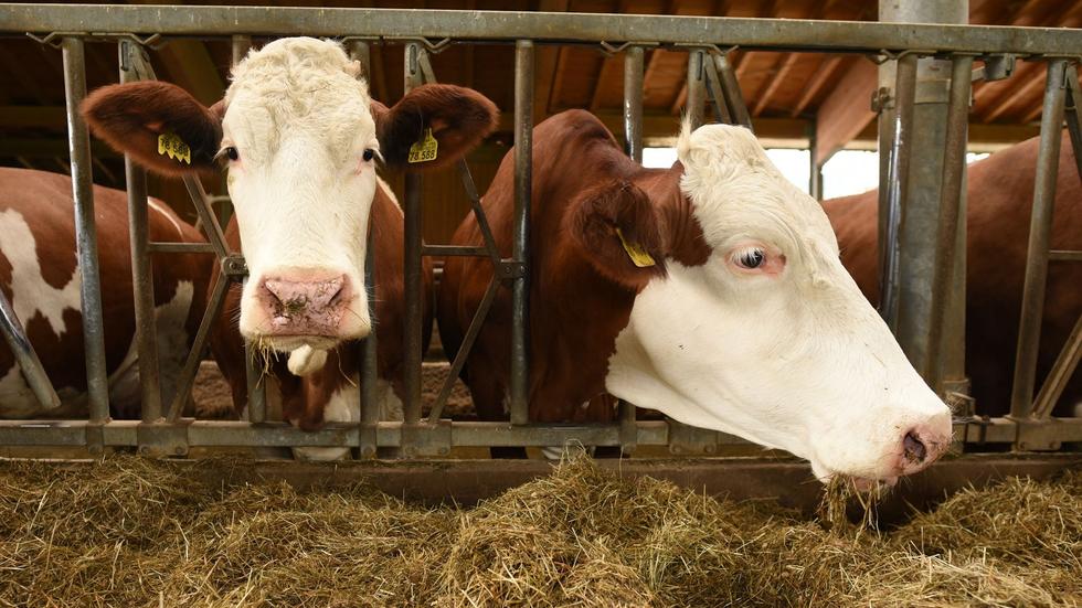 Tiere Blauzungenkrankheit Bei Rind Im Emsland Best Tigt Zeit Online