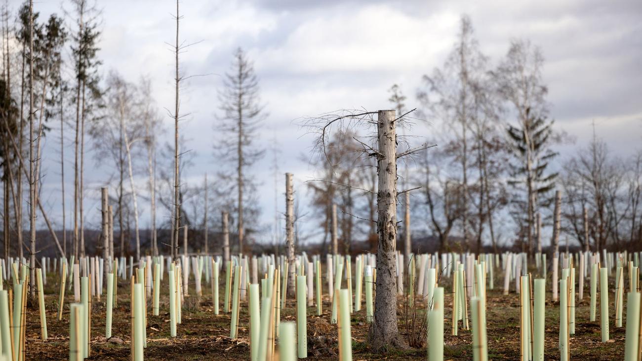 Forstwirtschaft Kampf gegen Klimaschäden Mehr Personal für Thüringer