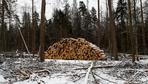 Abholzung von polnischem Urwald laut EuGH-Experte rechtswidrig