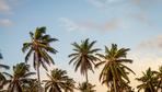 Notfalls allein gegen das Paradies