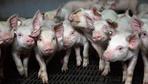 Grüne wollen Schweinen und Rindern "eine Stimme geben"