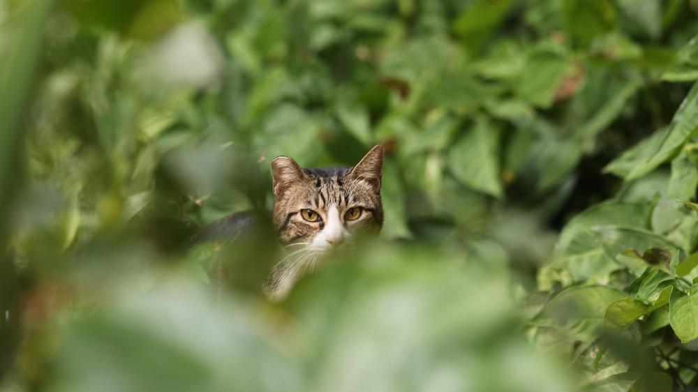 Tot Aufgefundene Katzen Wenn Ich Tote Katzen Berge Sind Meine