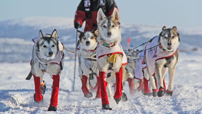 Iditarod: Eine Teilnehmerin des schwersten Hundeschlittenrennens der Welt in Alaska. 