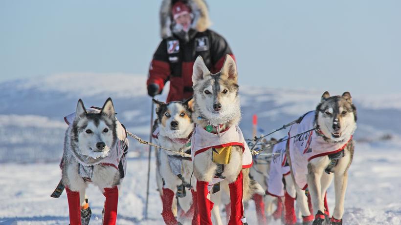 Iditarod: Eine Teilnehmerin des schwersten Hundeschlittenrennens der Welt in Alaska. 