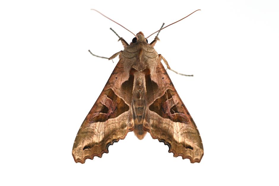 Fotos von Insekten MottenParty! ZEIT ONLINE