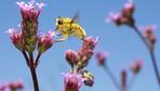 Ohne Insekten bricht alles zusammen