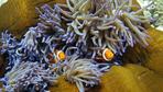 Forscher verpflanzen gesunde Korallen am Great Barrier Reef 