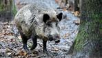 Bauernverband fordert Tötung von 70 Prozent aller Wildschweine
