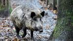 Bauernverband fordert Tötung von 70 Prozent aller Wildschweine