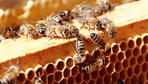 Experten bestreiten Bienensterben in Deutschland
