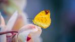 Diese Hände erzählen, wie Schmetterlinge verschwinden – und wiederkehren