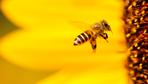 Bayer geht gegen Urteil zu Insektenmitteln vor