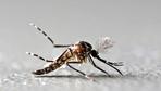 Zahl der Zika-Infektionen stark zurückgegangen