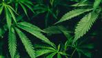 Wer Cannabis liberalisiert, schützt die Jugend
