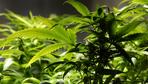 Deutschland importiert 1,5 Tonnen niederländisches Cannabis
