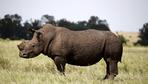 "Dieser Verkauf von Rhino-Horn ist unentschuldbar"