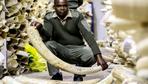 Illegaler Handel mit Elfenbein erreicht Rekordwert