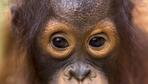Borneos Menschenaffen in akuter Lebensgefahr