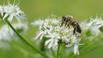 Rettet die Bienen, aber nicht so!