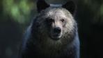 US-Regierung will Regeln für Bärenjagd lockern