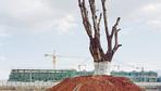 Mein Freund, der Baum, zieht um