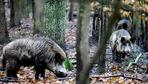 Wildschweine zu töten, stoppt noch keine Seuche
