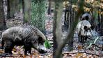 Wildschweine zu töten, stoppt noch keine Seuche