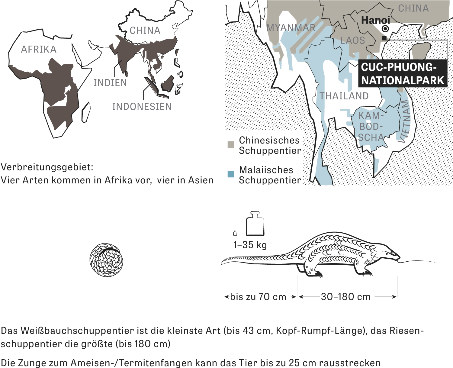 Pangolin: So professionell organisiert wie Drogenkartelle ...