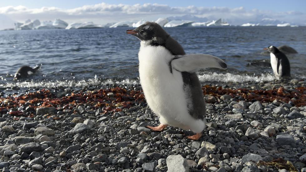 Pinguine: Das Nischen-Monster