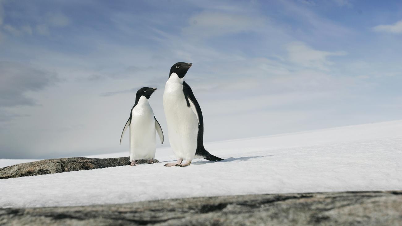 Partnersuche pinguine