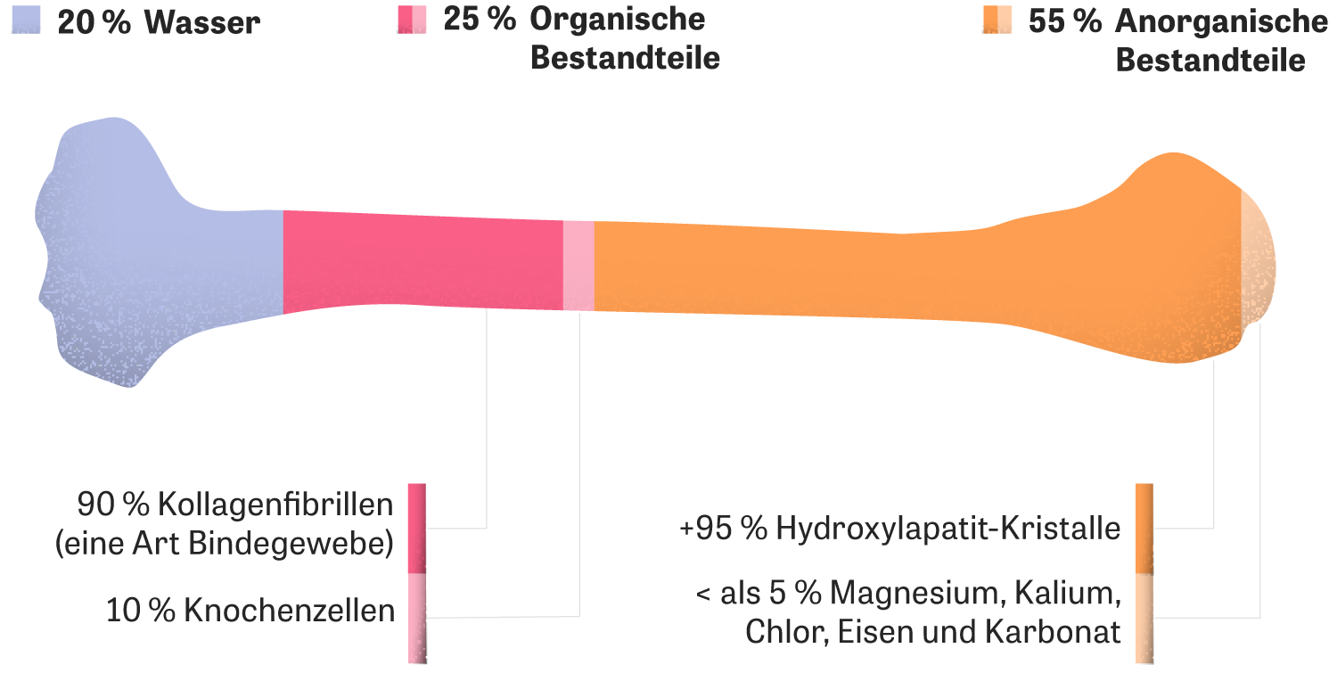 Knochen: Was uns im Verborgenen zusammenhält | ZEIT ONLINE