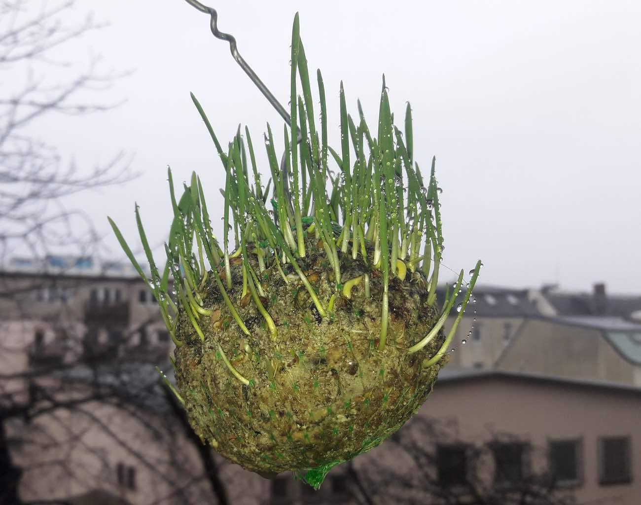 Aus Ermangelung an Vögeln und Winter kommt unser Meisenknödel dieses Jahr als grüner Meteor daher