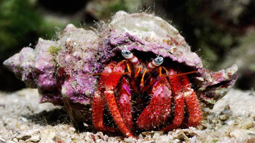 Einsiedlerkrebse: Ohne sein Haus lebt der Einsiedlerkrebs gefährlich.