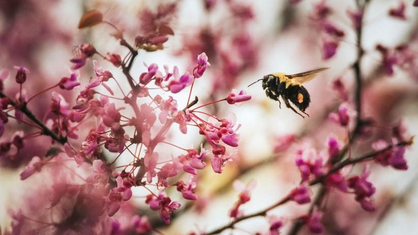 Insektensterben: "Wenn sich jetzt nichts tut, wann dann?"