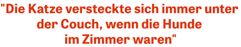 Demenztest Erkenne Den Elefanten Zeit Online