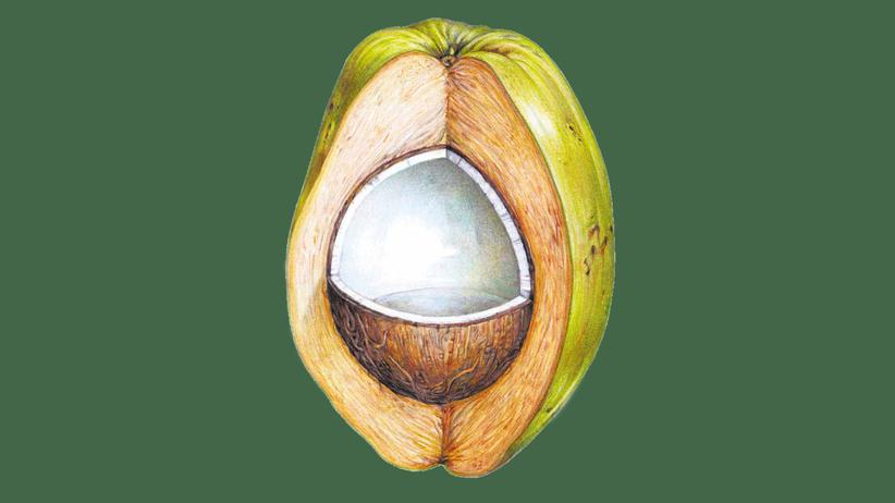 Kokosnuss: Die Welt in einer Nussschale