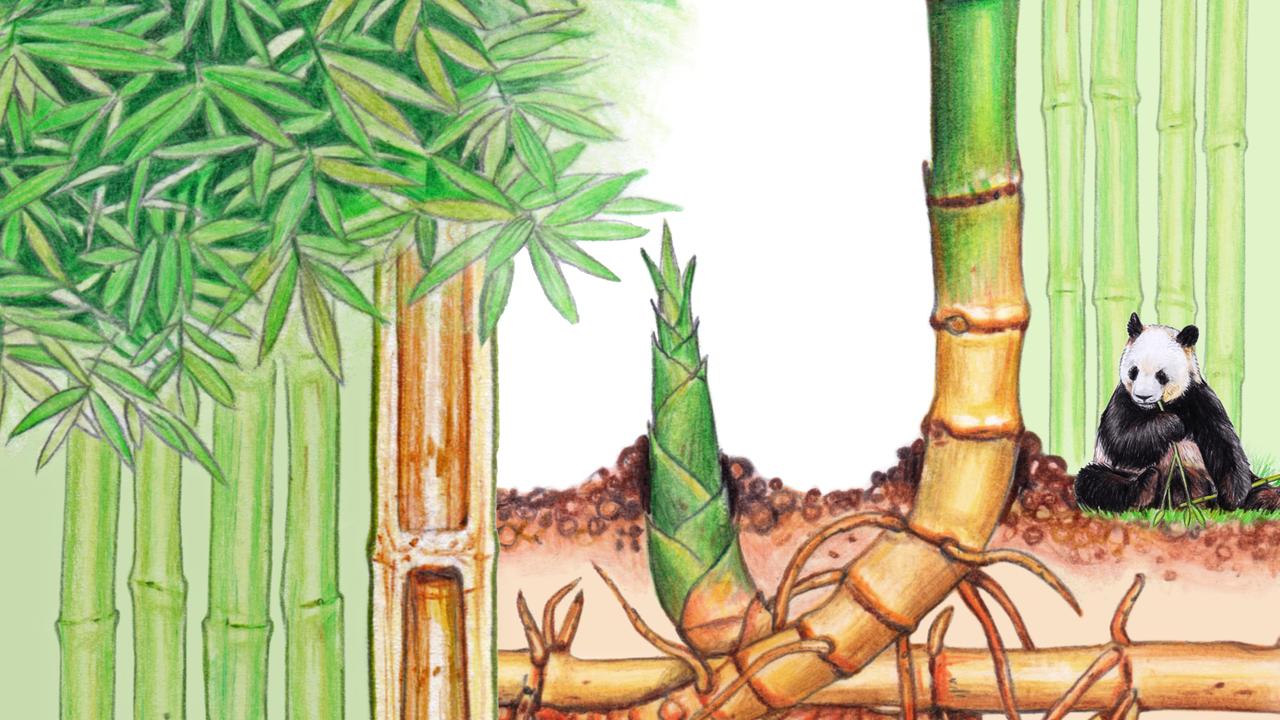 Bambus: Das Supergras | DIE ZEIT