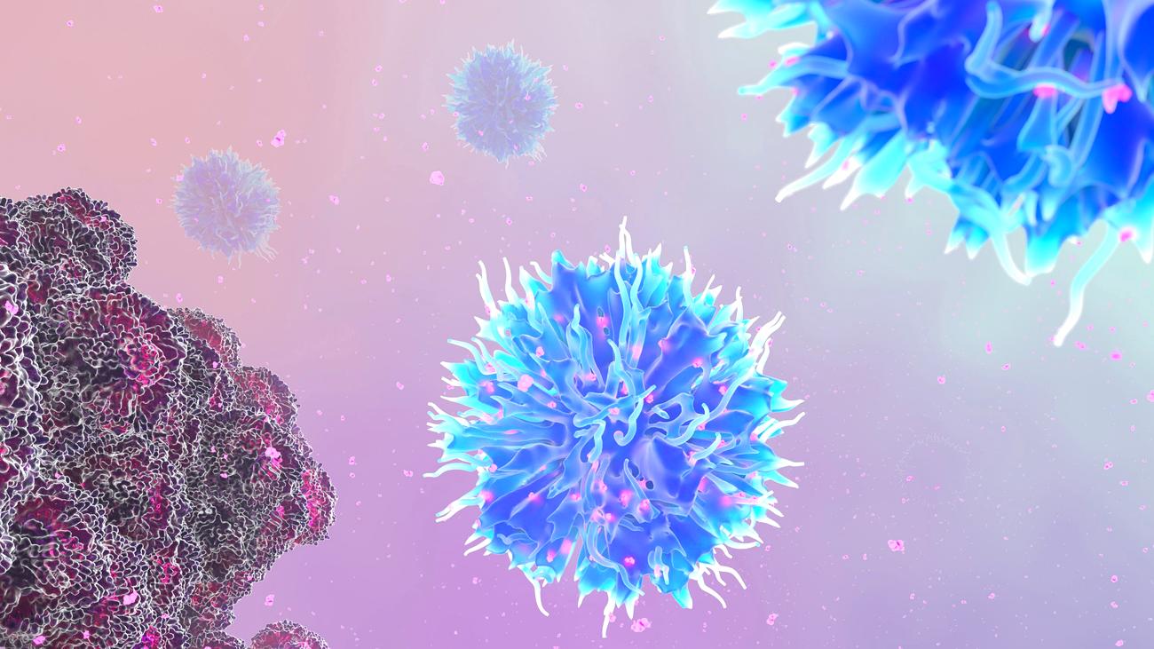 Immunsystem: T-Zellen Und B-Zellen | ZEIT ONLINE