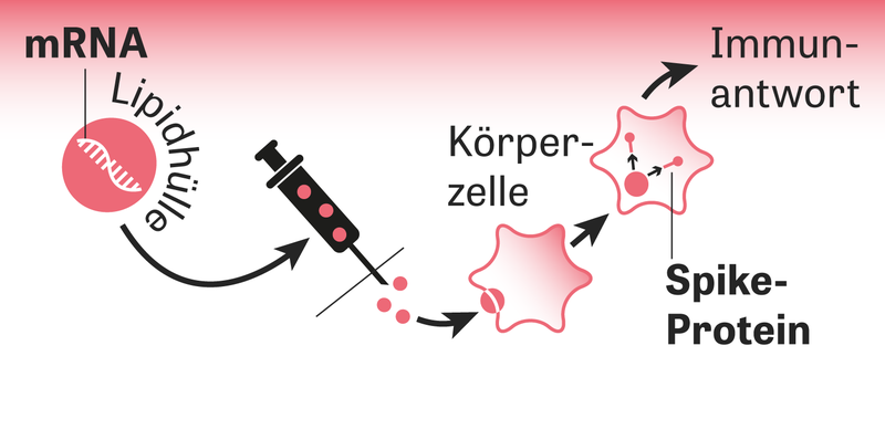 Impfstoffe Gegen Corona Hoffnungstrager Zeit Online