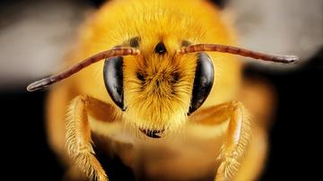 Bienen: Wachsende Zahl von Imkern befeuert Nachfrage nach Königinnen