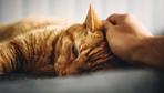 Katze und Mensch: Gespür für den richtigen Touch