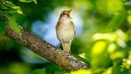 Singvögel: Bei den Singvögeln singen nur die Männchen. Stimmt’s?