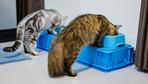 Schnurrhaare von Katzen: Katzen fressen nicht weiter, wenn sie den Napfboden sehen. Stimmt’s?