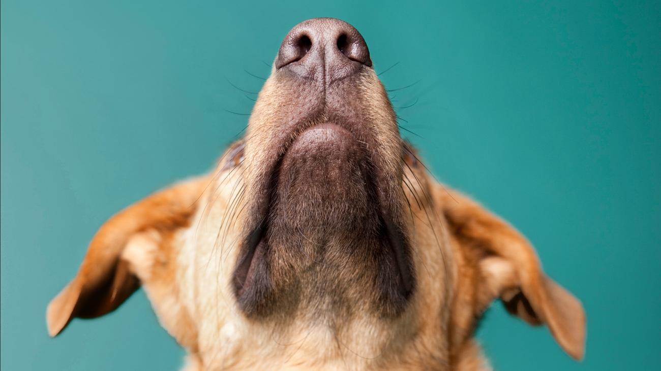 Spürhunde: Hund zu täuschen ist nicht leicht" | ONLINE