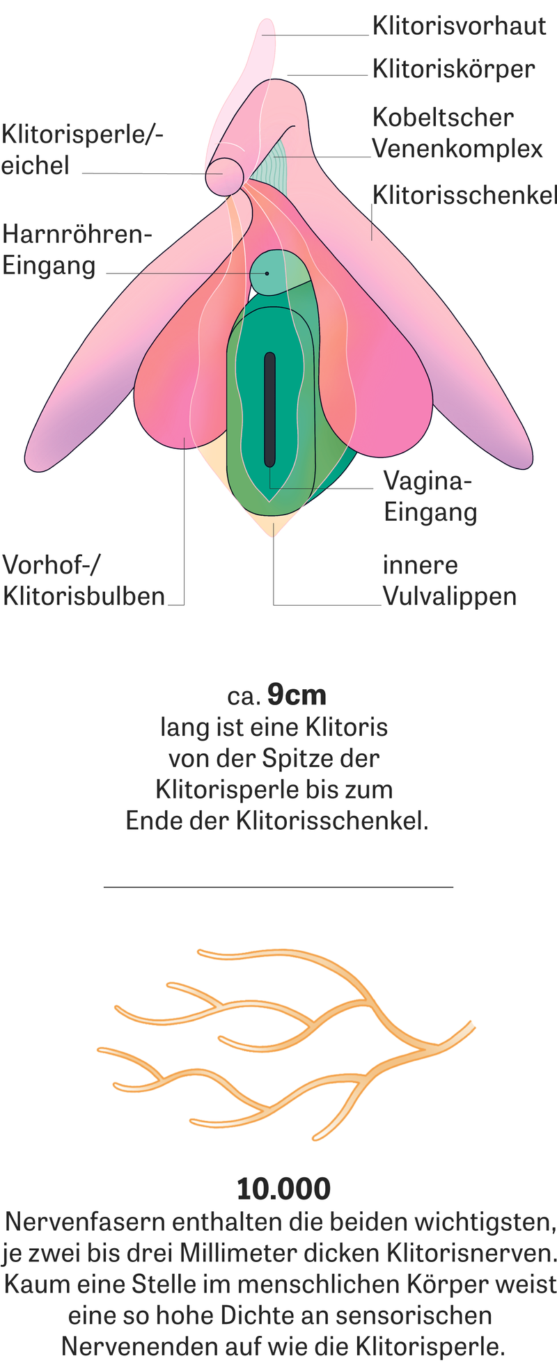 Klitoris: Ohne Scham | ZEIT ONLINE