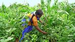Landwirtschaft in Indien: Hier wächst was!